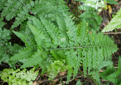 Asplenium bulbiferum