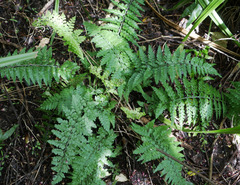Asplenium bulbiferum