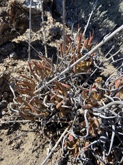 Dudleya albiflora