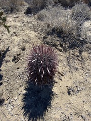 Ferocactus gracilis coloratus