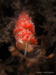 Coryphella verta