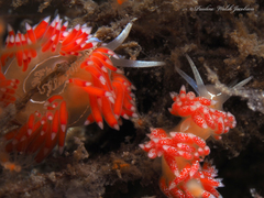 Coryphella verta