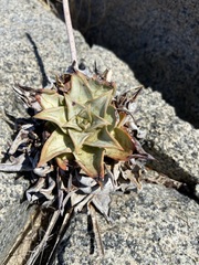 Dudleya gatesii
