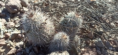 Mammillaria hutchisoniana hutchisoniana