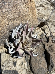 Dudleya gatesii