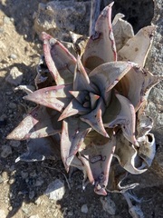 Dudleya gatesii
