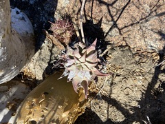 Dudleya gatesii