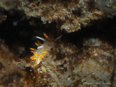 Flabellina dushia