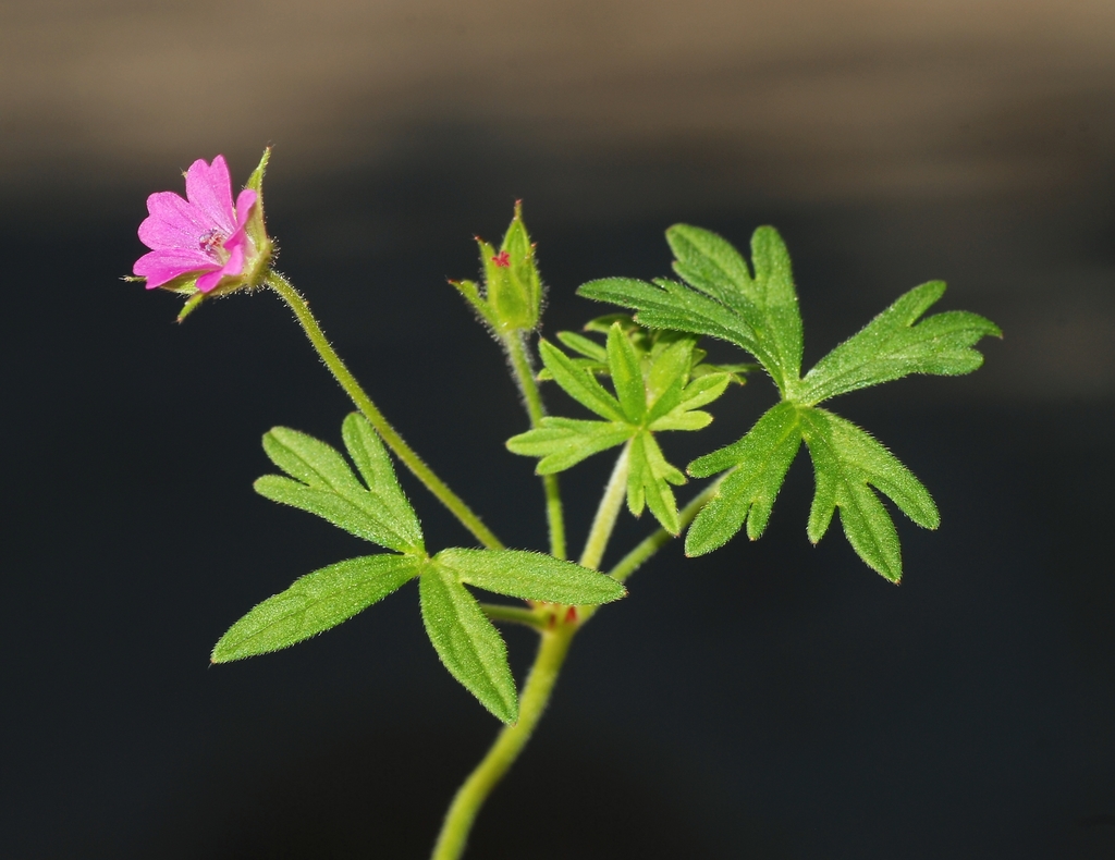 Cut Leaved Crane S Bill Wildflowers Of Bouverie Preserve Of ACR INaturalist