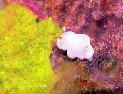 Verconia simplex
