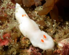 Verconia simplex