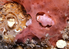 Verconia simplex