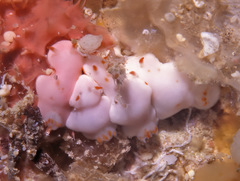 Verconia simplex