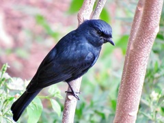 Melaenornis pammelaina ater