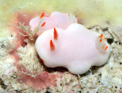 Verconia simplex