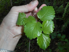 Viburnum ellipticum