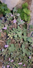 Clinopodium insulare