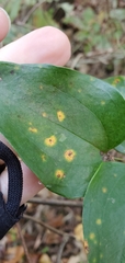 Puccinia smilacis