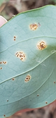 Puccinia smilacis
