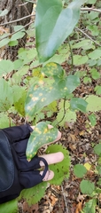 Puccinia smilacis
