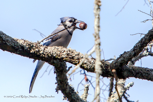 Blue Jay photographed in Tennessee