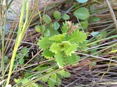 Osmitopsis dentata