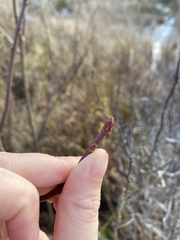Acer rubrum image