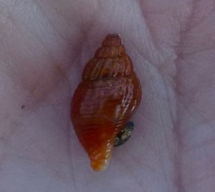 Amphissa versicolor