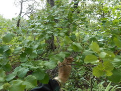 Viburnum ellipticum