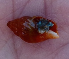 Amphissa versicolor