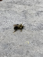 Bombus impatiens image