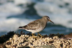 Calidris ptilocnemis