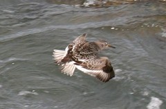 Calidris ptilocnemis