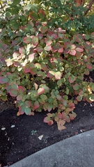 Fothergilla ×intermedia