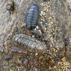 Stenoplax magdalenensis