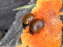 Aegithus clavicornis