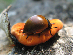 Aegithus clavicornis