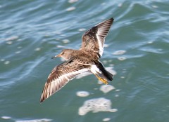 Calidris ptilocnemis