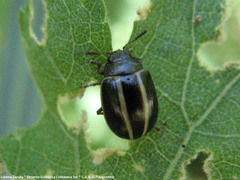 Desmogramma