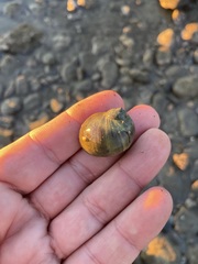 Notocochlis chemnitzii