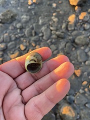 Notocochlis chemnitzii