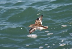 Calidris ptilocnemis