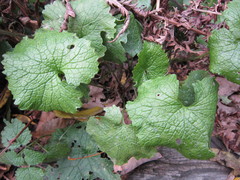 Alliaria petiolata