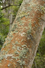 Zanthoxylum davyi