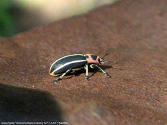 Eudiagogus episcopalis