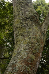 Zanthoxylum davyi