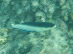 Anampses neoguinaicus