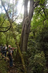 Harpephyllum caffrum