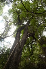 Harpephyllum caffrum