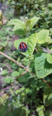 Toxotoma monovittata